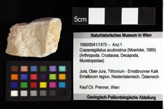 Foto (Objket + Etiketten) von Culmenformosa sp. 